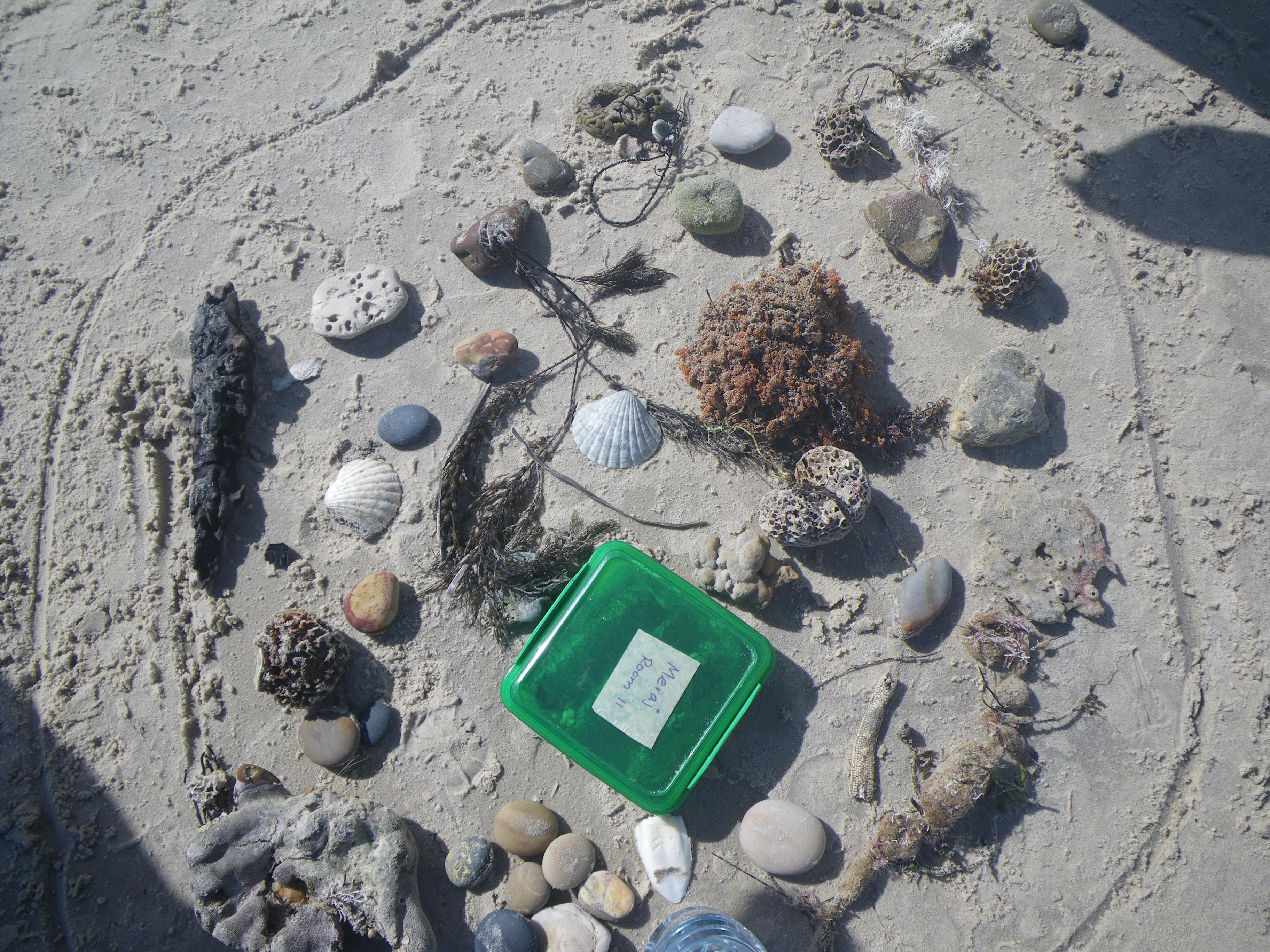 Environmental Treasure Hunt