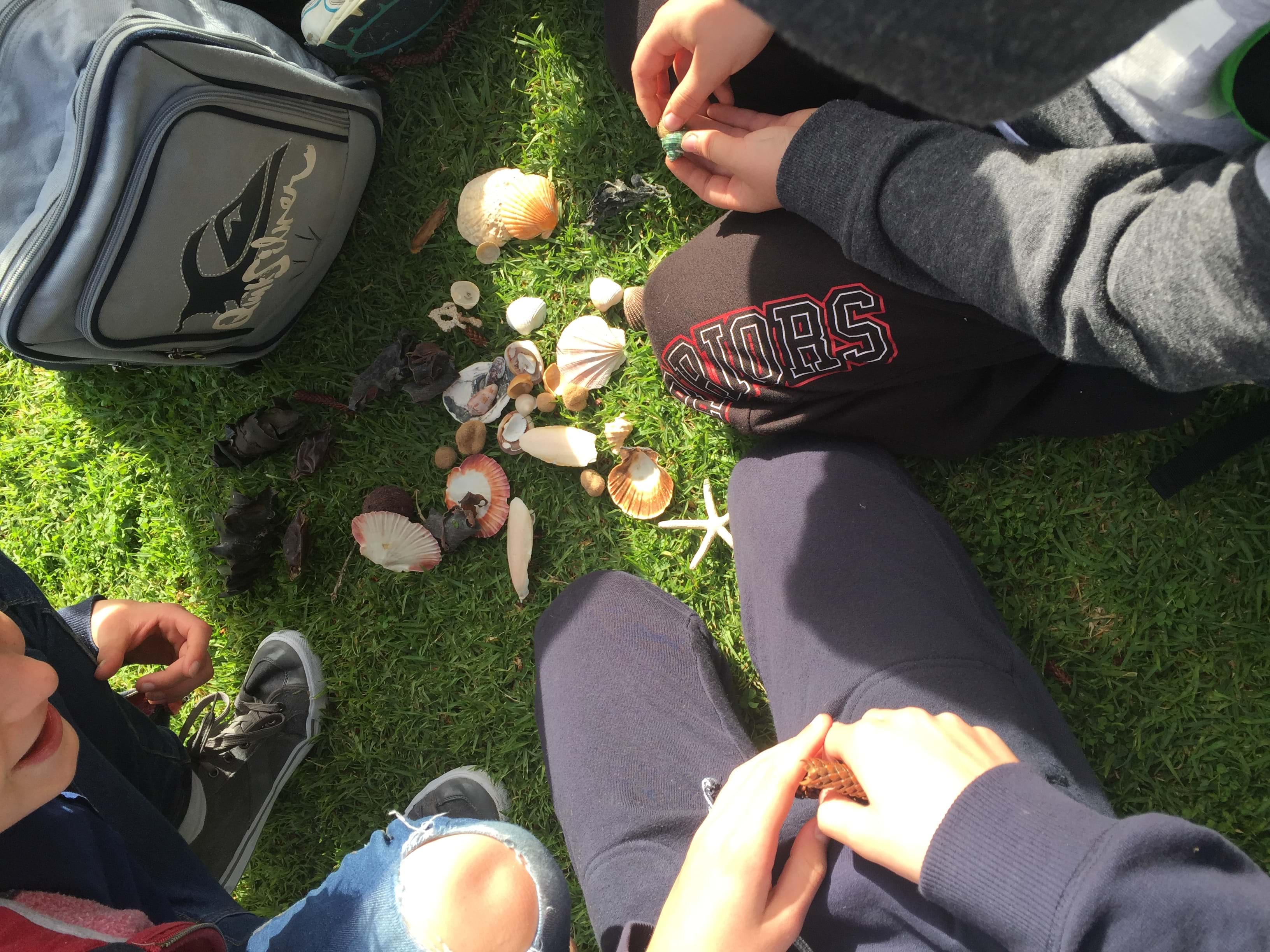 Food Webs & Classifications